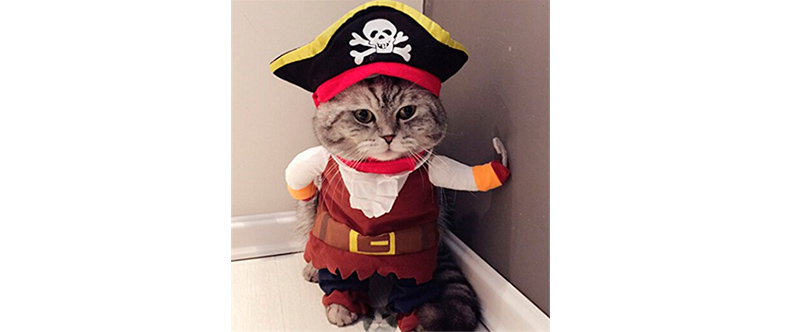 Disfraces de Halloween - gato pirata