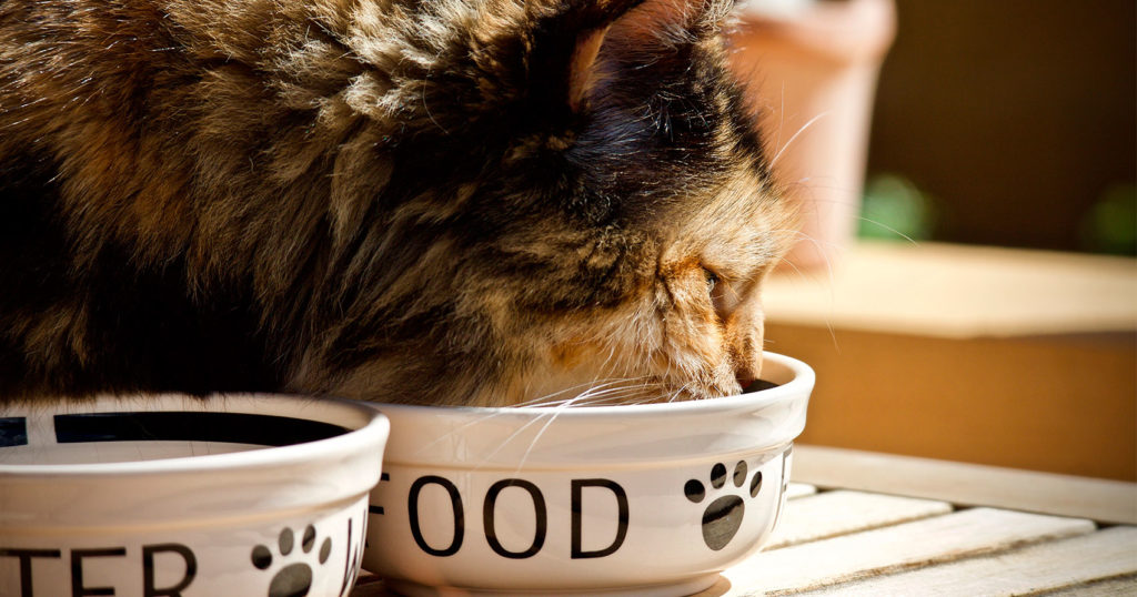 Compra en línea el alimento para gatos y ahorra dinero