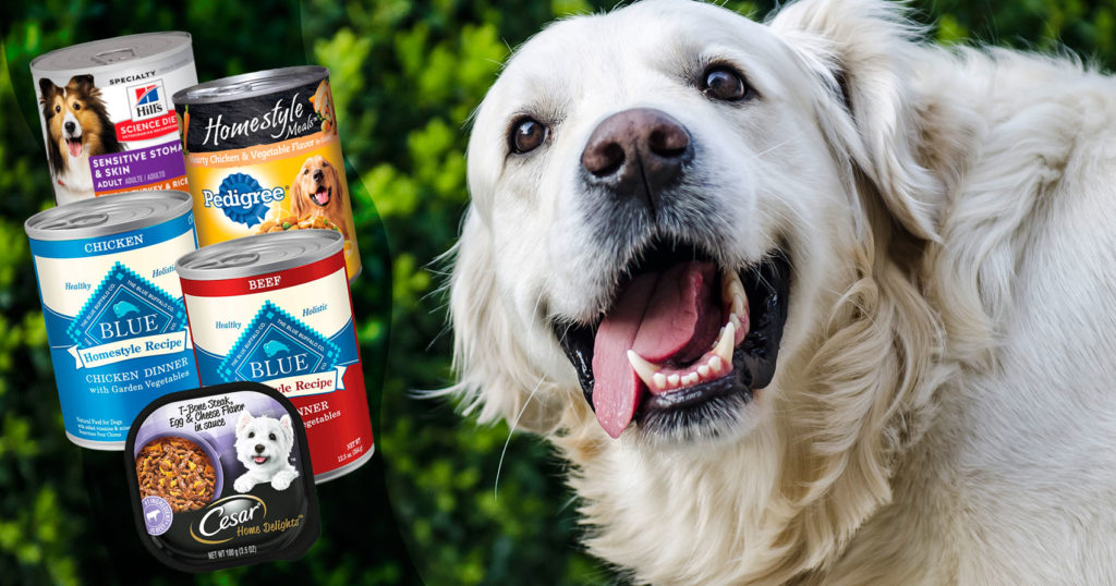 Alimento para perros ¿húmedo o seco qué es mejor?